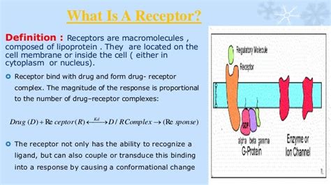 receptor synonym|Receptor Definition & Meaning .